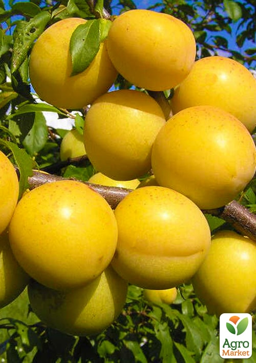 

Алыча Лавина (летний сорт, средний срок созревания)