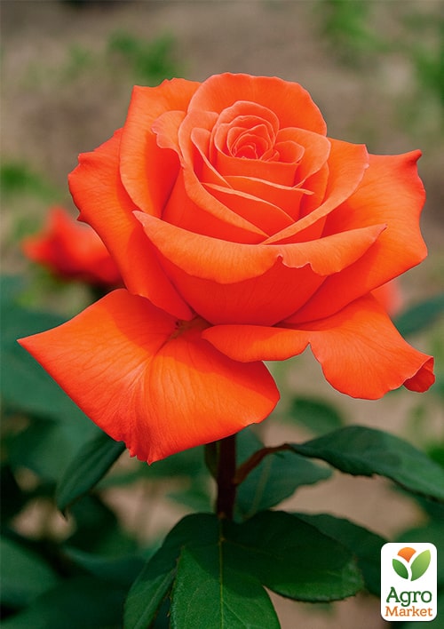 

Троянда чайно-гібридна Вау (саджанець класу АА+) вищий сорт