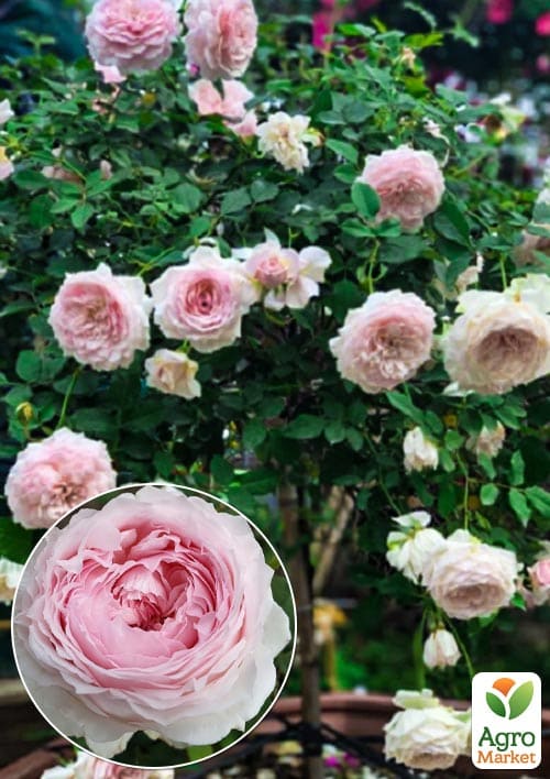 

Роза штамбовая Misaki (саженец класса АА+) высший сорт