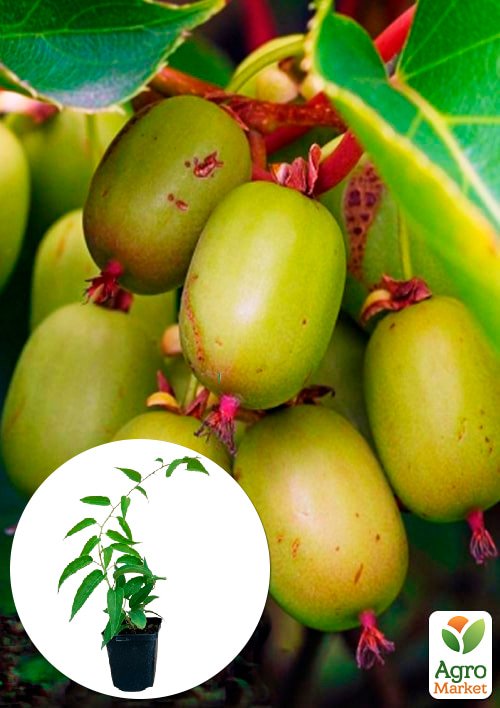 

Актинідія Ісайї самозапильний! (Міні-ківі, самоплідний сорт, пізній термін дозрівання)