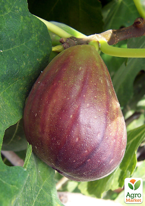 

Інжир «Турецький коричневий» (ремонтантний, великоплідний, транспортабельний сорт)