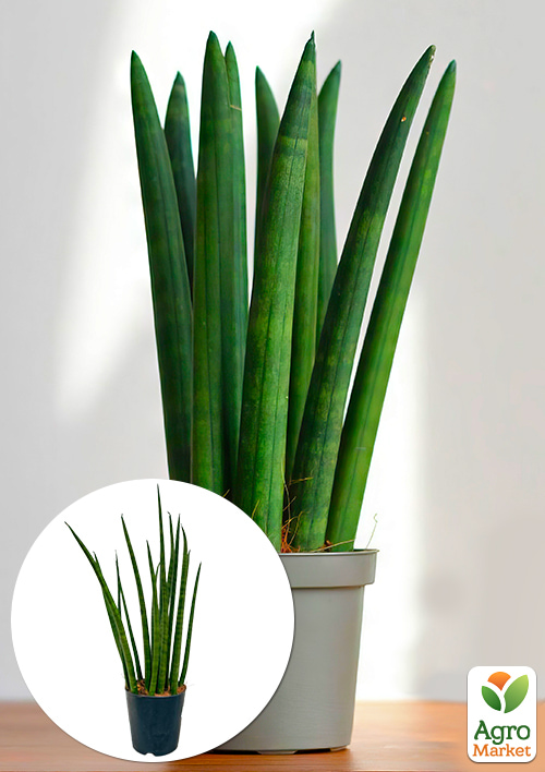 

LMTD Сансевієрія Сylindrica висота рослини 40-50см