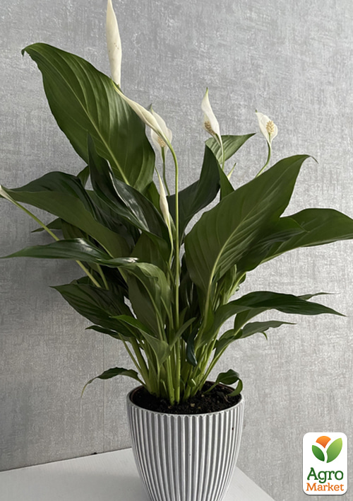 

Спатифиллум Strauss высота 60-70см