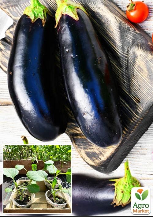 

Рассада Баклажан «Алмаз» (фермерское взращивание), 1шт в упаковке