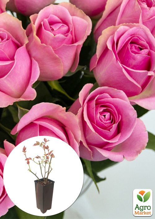 

Троянда чайно-гібридна Vem у контейнері, вищий сорт