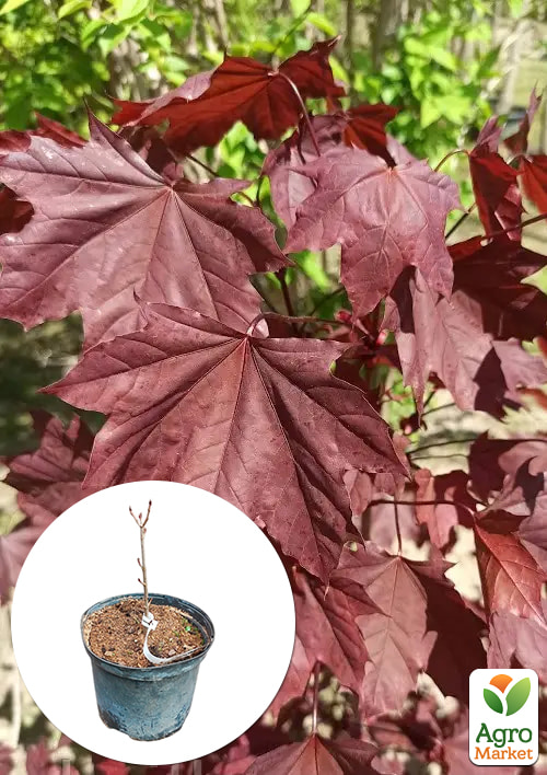

Клен 2-х річний гостролистий Royal Red С5 висота 15-25см