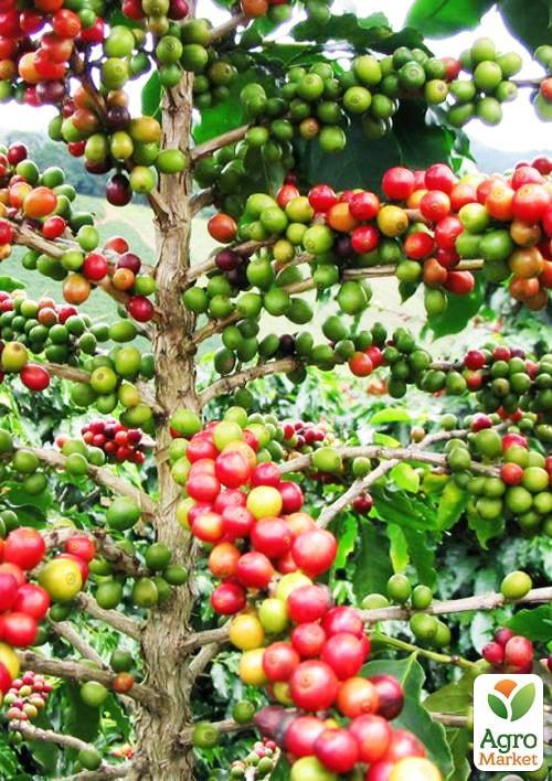 

Кава Арабіка