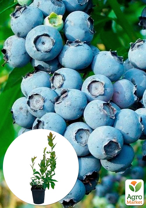 

Лохина (садова чорниця) Блюголд (Bluegold) (ранній термін дозрівання, зимостійкий і стійкий до хвороб сорт)