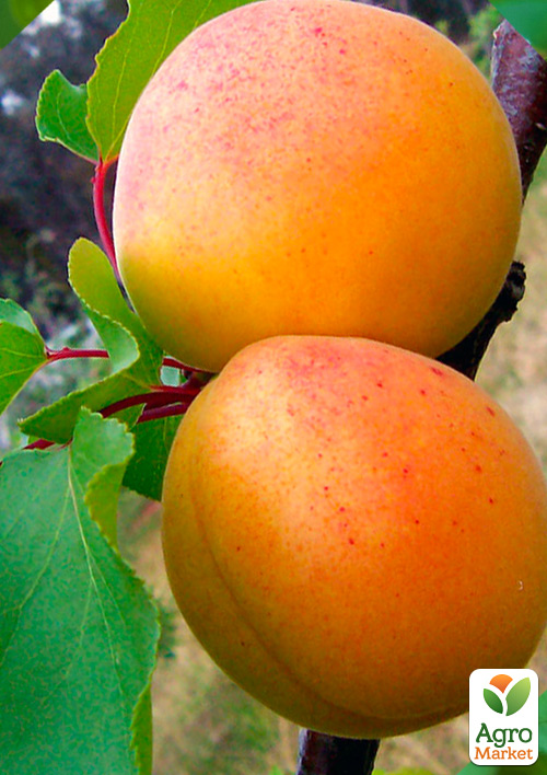 

Абрикос Робада (летний сорт, ранний срок созревания)