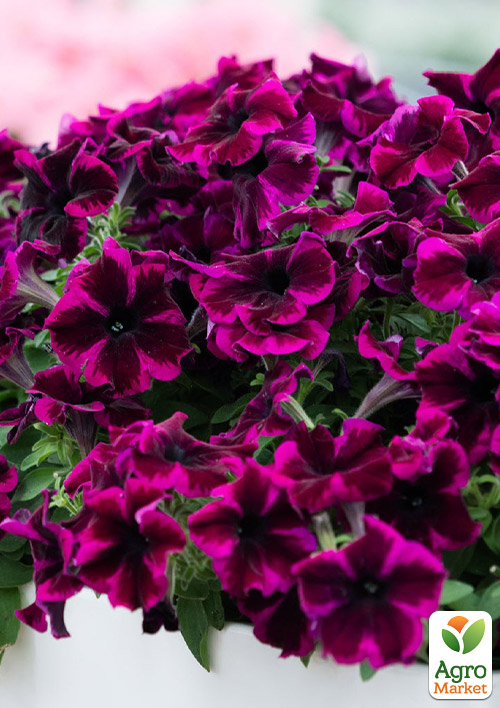 

Петуния ампельная Crazytunia Cosmic Purple