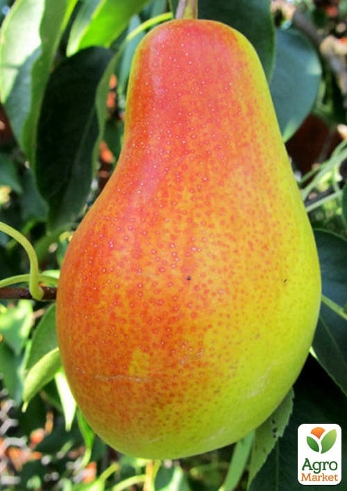 

Груша Парижанка (осенний сорт, средний срок созревания)