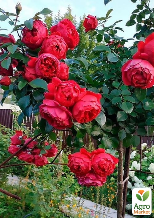 

Троянда штамбова Fisherman's Friend (саджанець класу АА+) вищий сорт