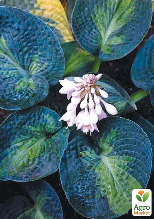 

Хоста "Blue Shadows"