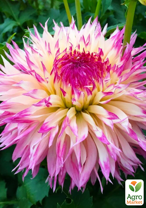 

Георгина Caproze Josephine