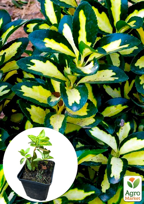 

Бересклет Форчун Sunspot