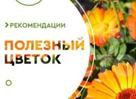 Корисні властивості календули - корисні статті про садівництво від Agro-Market