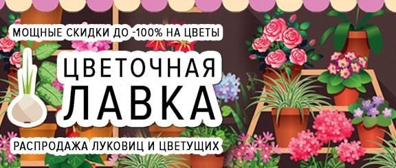 Цветочная лавка: мощная распродажа цветущих со скидкой до -100% Цветочная лавка: мощная распродажа цветущих со скидкой до -100%