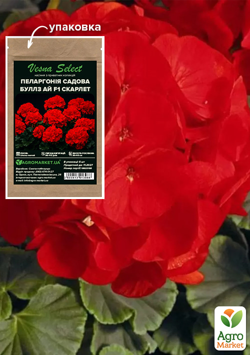 

Пеларгонія садова Буллз Ай F1 скарлет ТМ Vesna Select 5шт