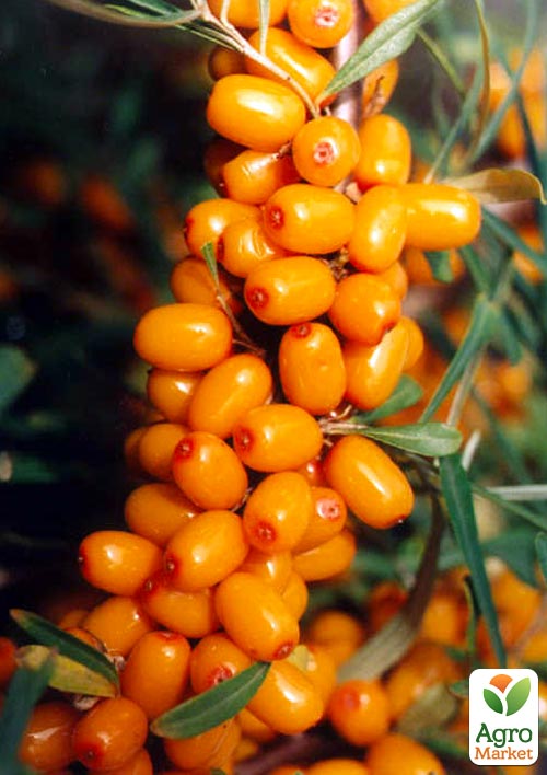 

Ексклюзив! Обліпиха (хлопчик + дівчинка) комплект 2шт Медовий місяць (Honeymoon) (преміальний невибагливий сорти)