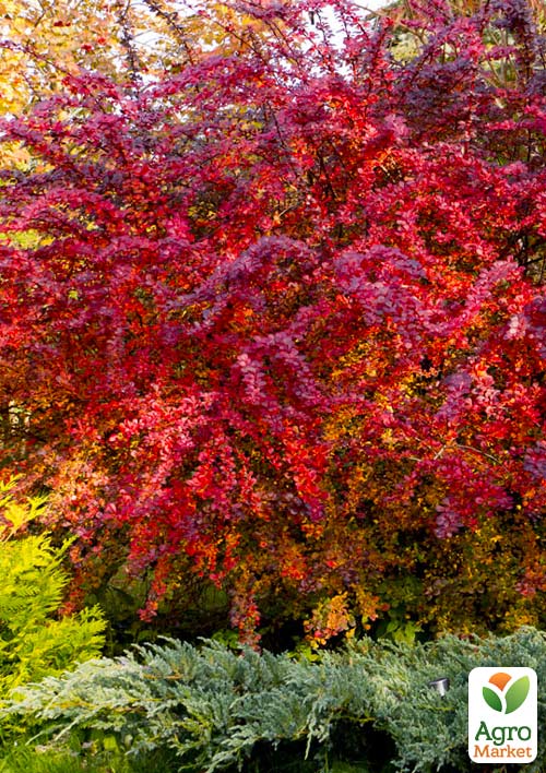 

Барбарис Тунберга Red Carpet (контейнер P9)