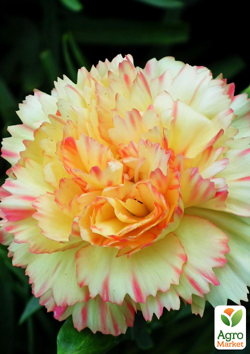 

Гвоздика Махрова Colores Oro