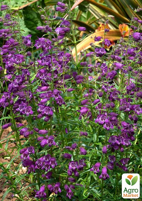 

Пенстемон Harlequin Purple