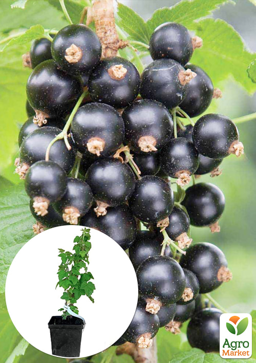 

Смородина черная Нева укорененная в контейнере (ранний срок созревания)