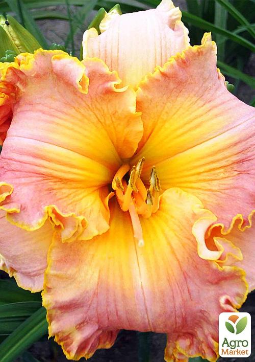 

Лилейник Spacecoast Starburst 1шт в упаковке