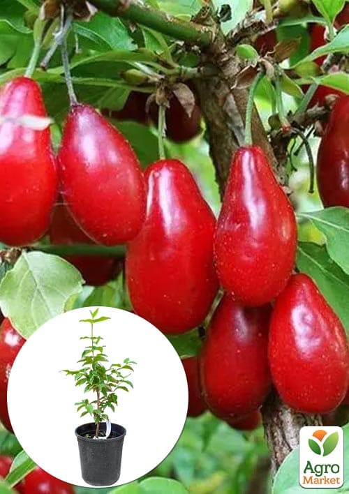 

Кизил Лукьяновский укорененный в контейнере