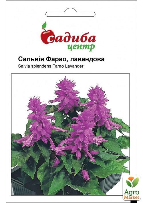 Сальвия 