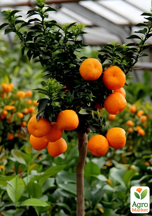 

LMTD Мандарин на штамбе с плодом 5-и летний Chinotto высота 50-70см
