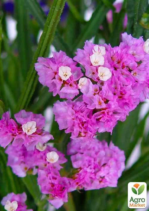 

Статица Rose Lights (кермек, лимониум, сухоцвет)