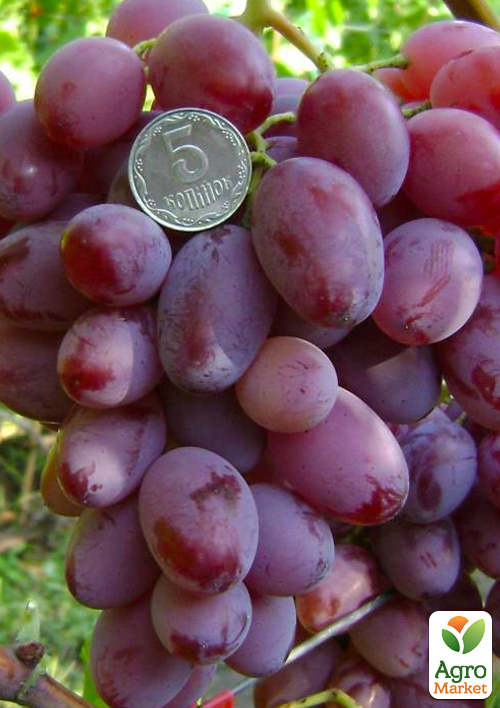 

Виноград Спорт 2 (Зарево) (поздний срок созревания, высокая лёжкость)