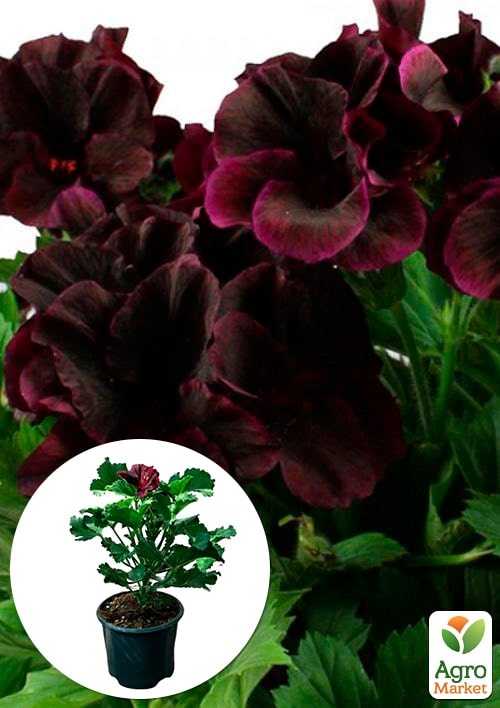 

Пеларгония Королевская Aristo Black Velvet (контейнер № 10, высота 10-20 см)
