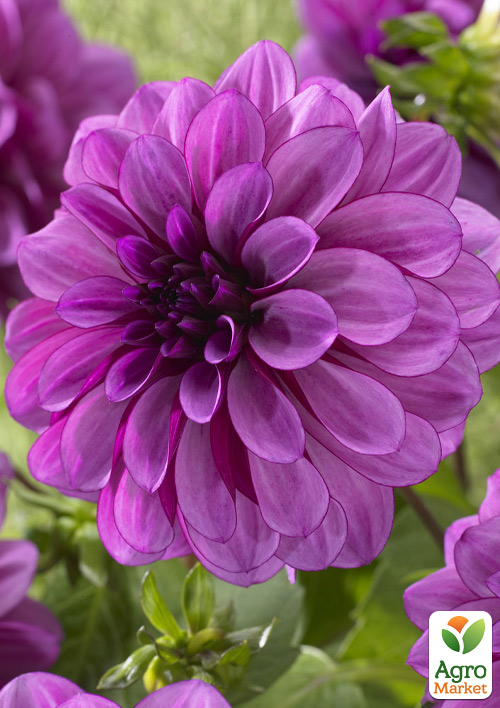 

Георгина Blue Bell