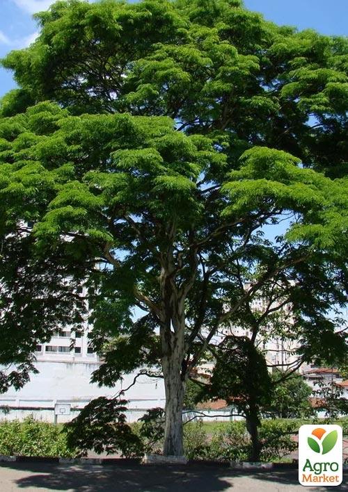 

Оксамит Амурський Phellodendron Amurense (коркове дерево, лікувальний)