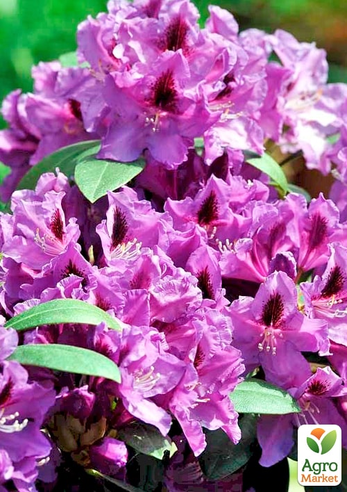 

Рододендрон темно-фіолетовий Лібрето (Libretto)