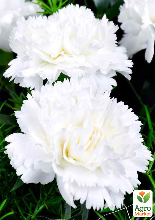 

Гвоздика Махрова Super Trouper Whitney (контейнер № 10, висота 10 см)