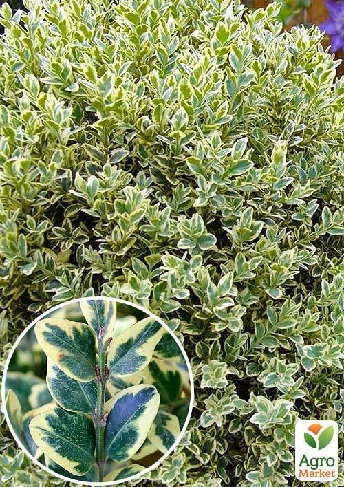 

Самшит буксус вічнозелений ряболистий Elegans (горщик Р9)