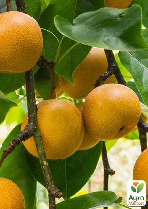 

Азіатська груша Ніджісейки (солодкий, суперсоковий сорт, середній термін дозрівання)