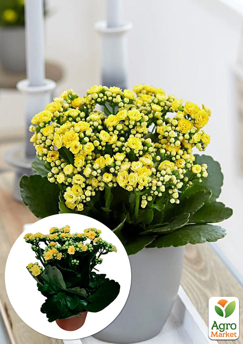 

Каланхое Блоссфельда Yellow (Kalanchoe Blossfeldiana) (Нідерланди)