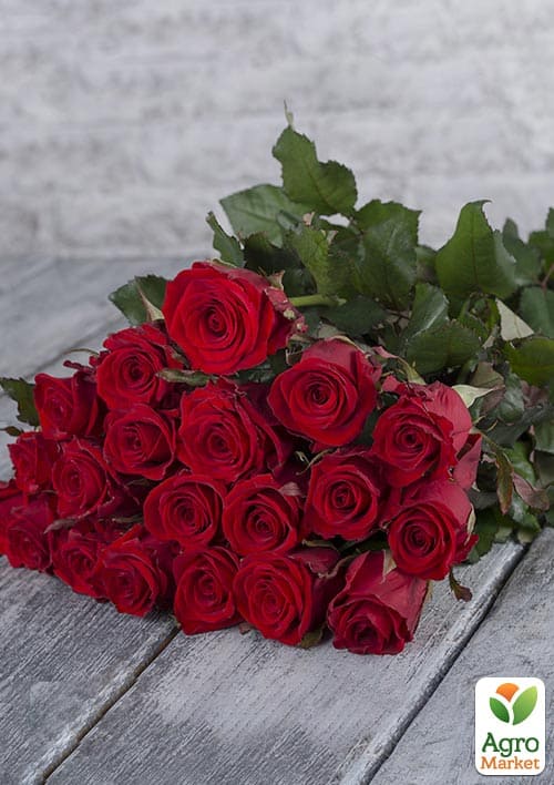 

Троянда чайно-гібридна Red Eagle (саджанець класу АА+) вищий сорт