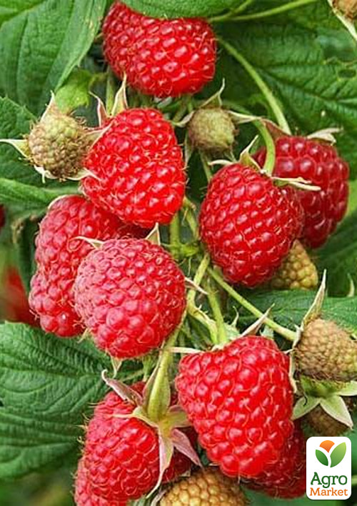 

Малина Cowichan (средний срок созревания) 1-летний саженец