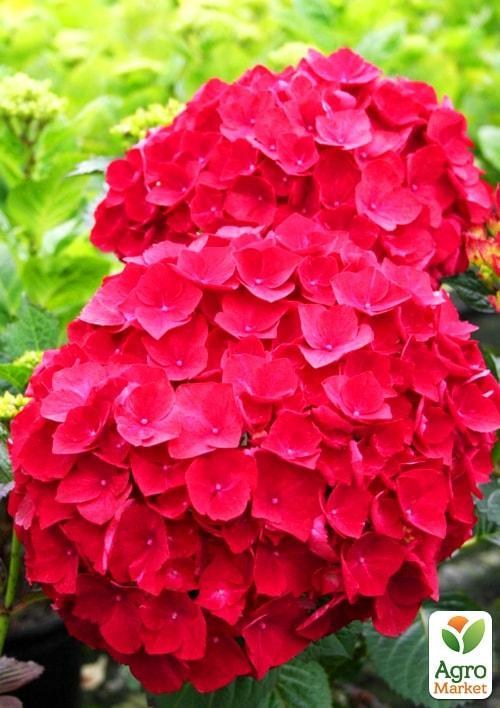 

Гортензия крупнолистная красная Красная красавица (Red beauty)