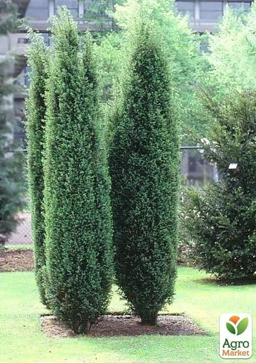 

Можжевельник обыкновенный Хиберника (Hibernica) горшок P9