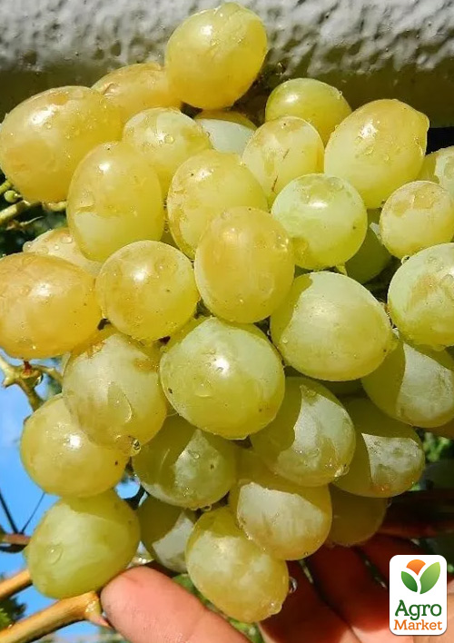 

Виноград Белоцерковский (ранний срок созревания,гармоничный вкус с ноткой муската)