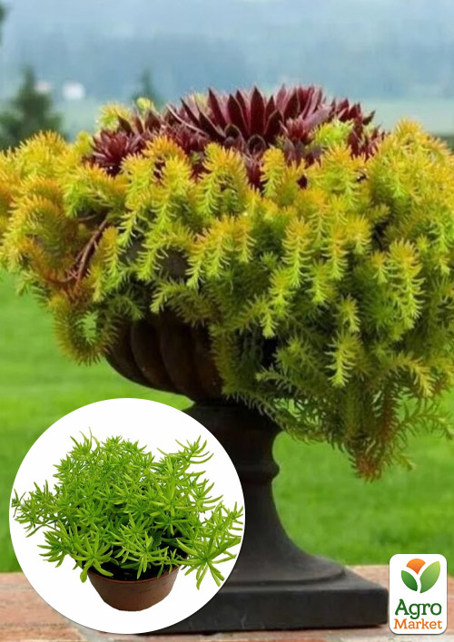 

Очиток відігнутий Ангеліна (Sedum reflexum Angelina)