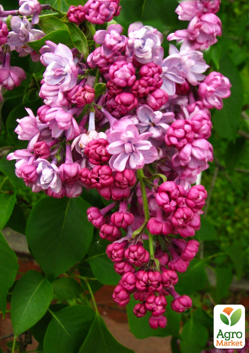 

Сирень махровая Поль Дешанель