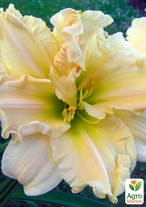 

Лилейник Schnickel Fritz 1шт в упаковке