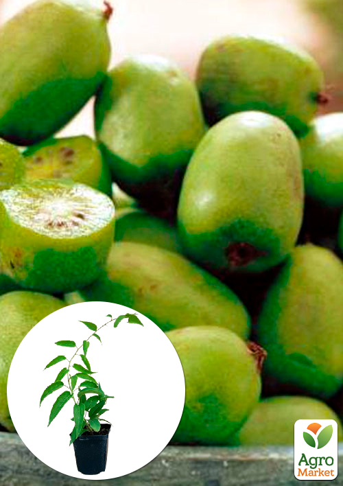 

Ексклюзив! Актинідія золотисто-зеленого відтінку Тиха Гавань (Quiet harbor) (преміальний, плодоносний, самозапильний, морозостійкий сорт)